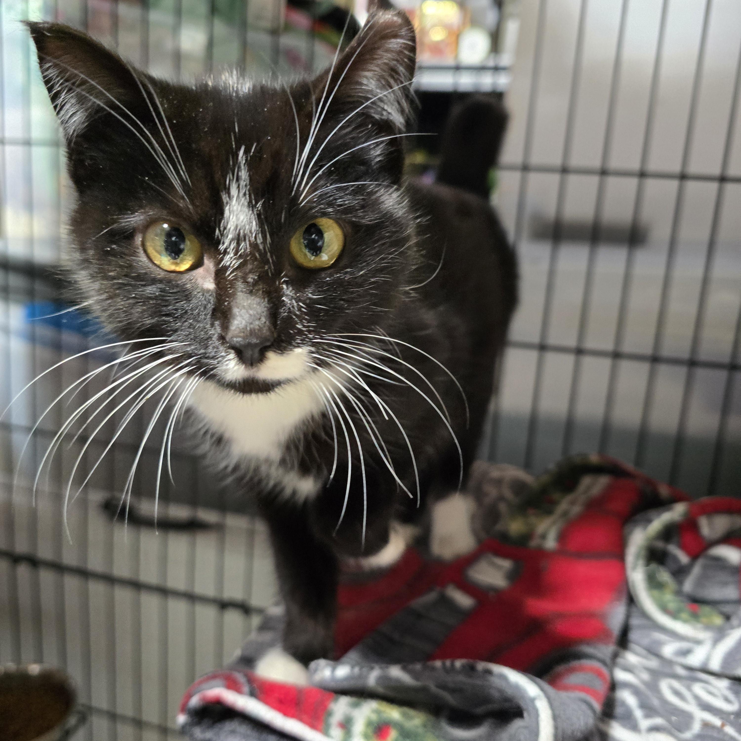 Enlarge Paste, an adopted Domestic Short Hair in East Lansing, MI image 6/6