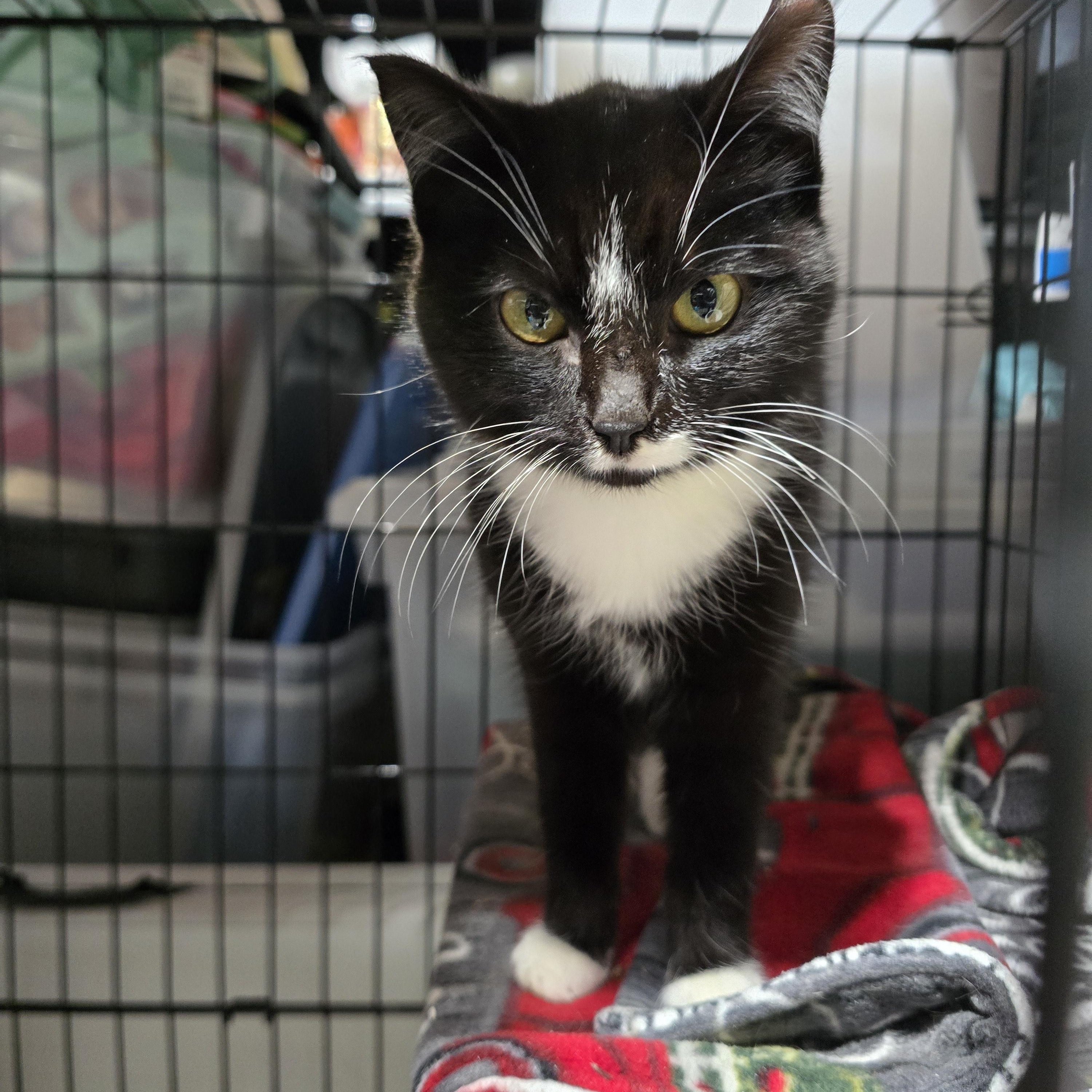 Enlarge Paste, an adopted Domestic Short Hair in East Lansing, MI image 5/6