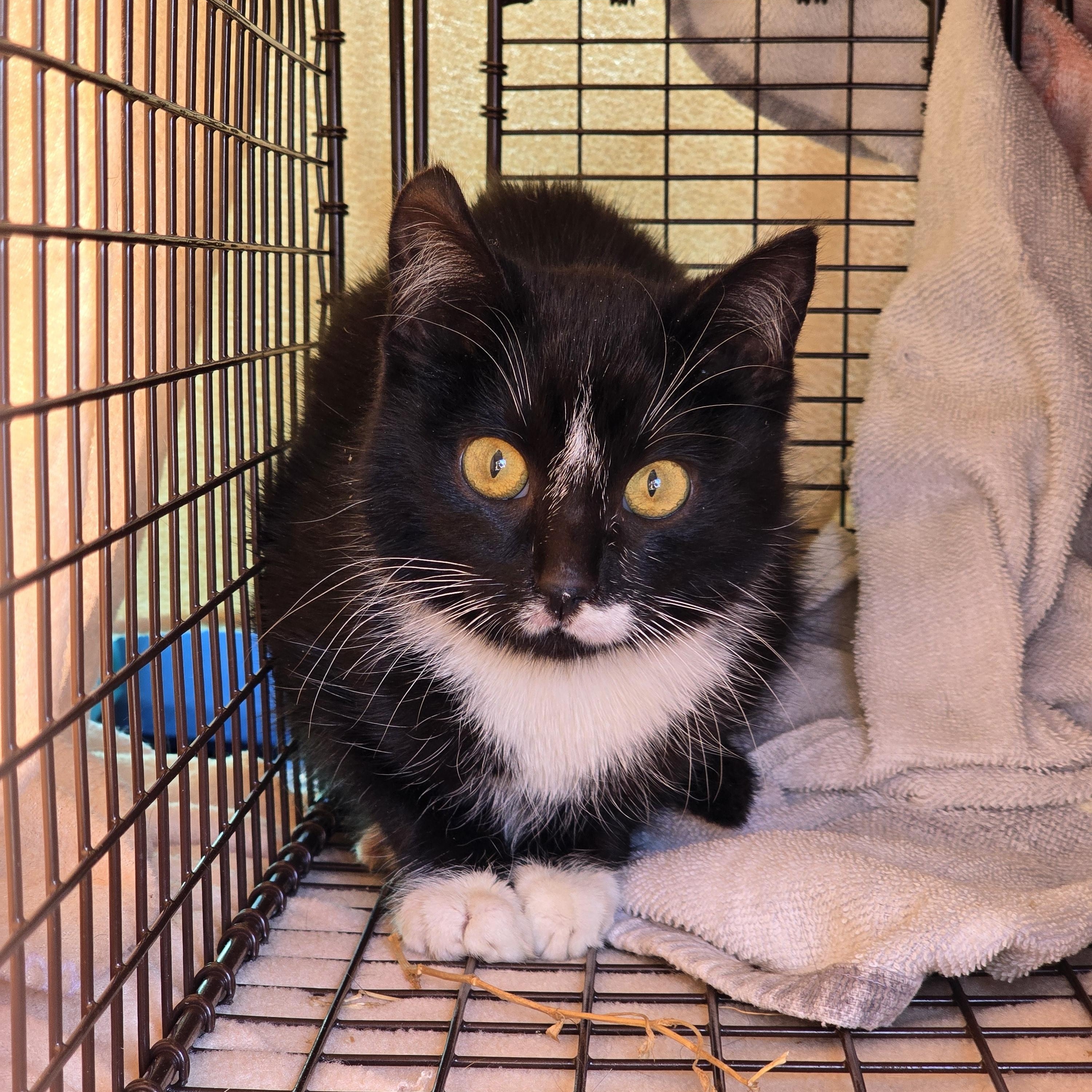 Enlarge Paste, an adopted Domestic Short Hair in East Lansing, MI image 2/6