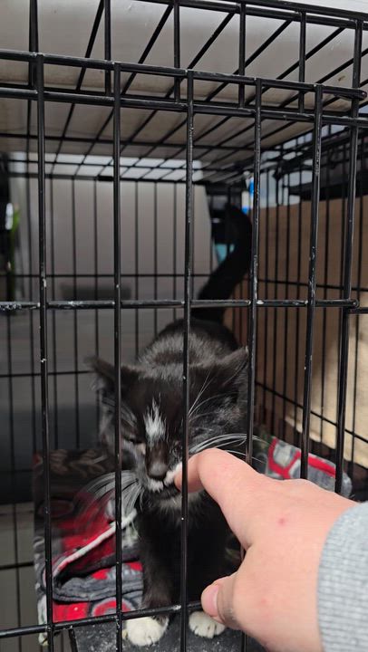 Enlarge Paste, an adopted Domestic Short Hair in East Lansing, MI video 4/6