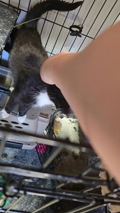 Enlarge Paste, an adopted Domestic Short Hair in East Lansing, MI video 3/6