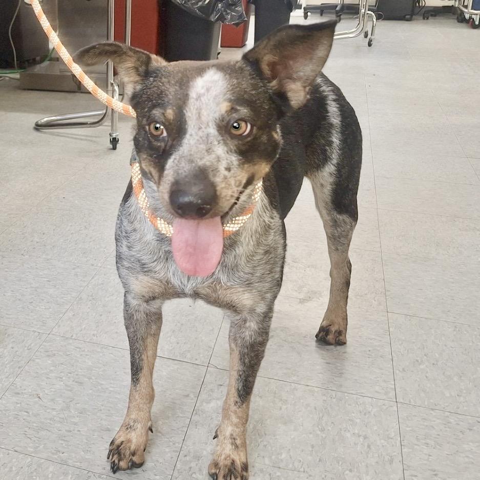 Twizzler, Adoptable, Adult Female Australian Cattle Dog / Blue Heeler & Australian Shepherd.