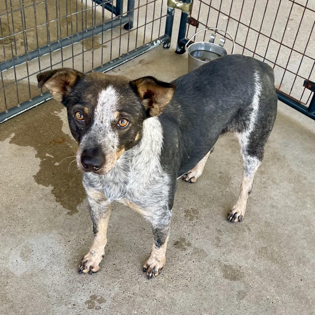 Enlarge Twizzler, a Adoptable mixed breed in Livingston, TX image 2/2