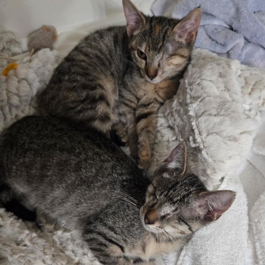 Enlarge Petey, a Adoptable Domestic Short Hair in Richmond, VA image 1/5