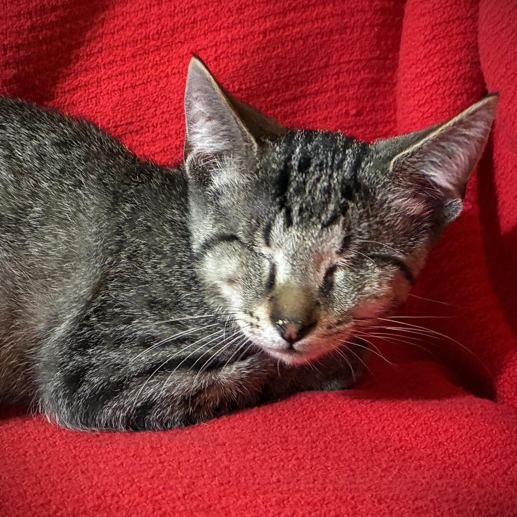 Enlarge Petey, a Adoptable Domestic Short Hair in Richmond, VA image 3/5