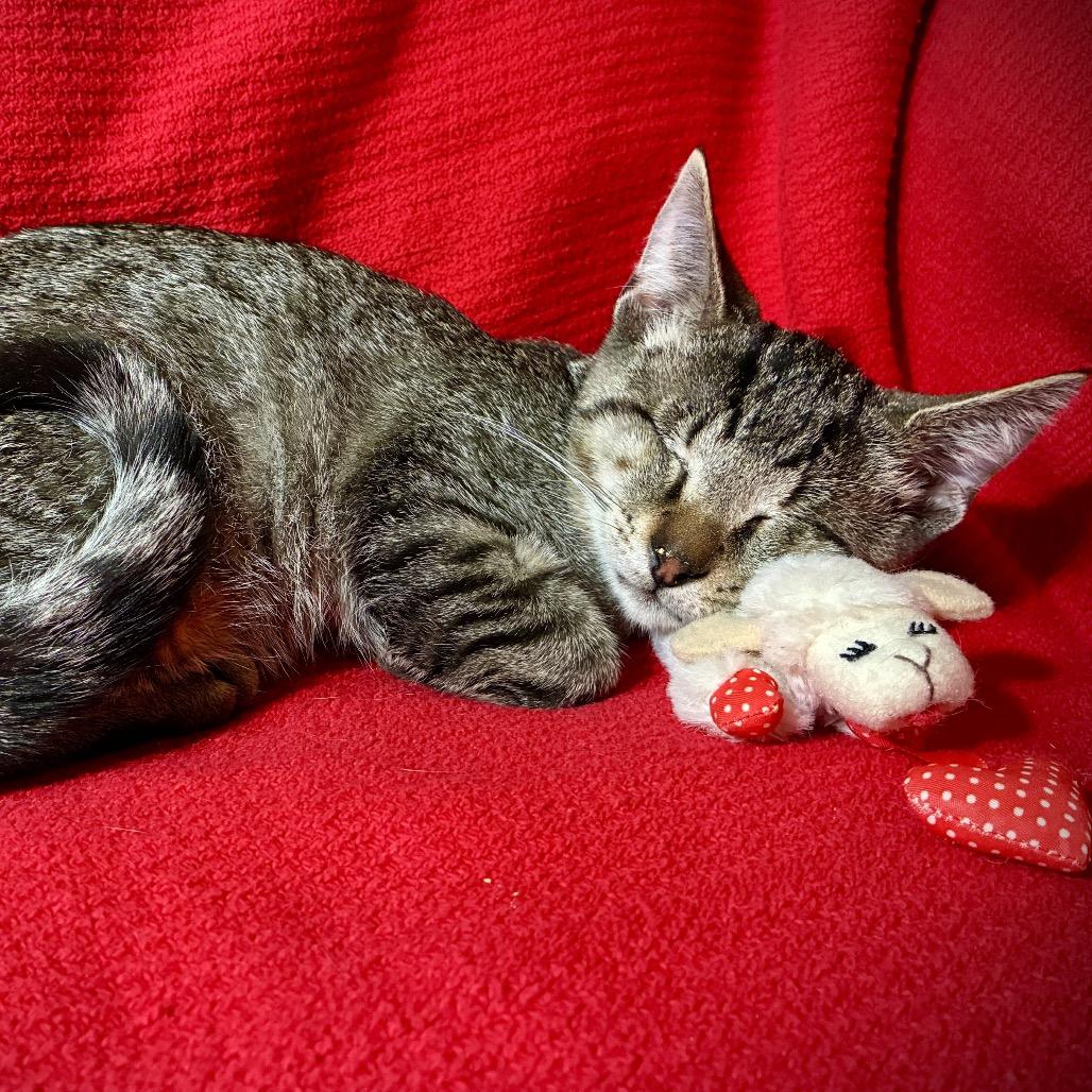 Enlarge Petey, a Adoptable Domestic Short Hair in Richmond, VA image 4/5