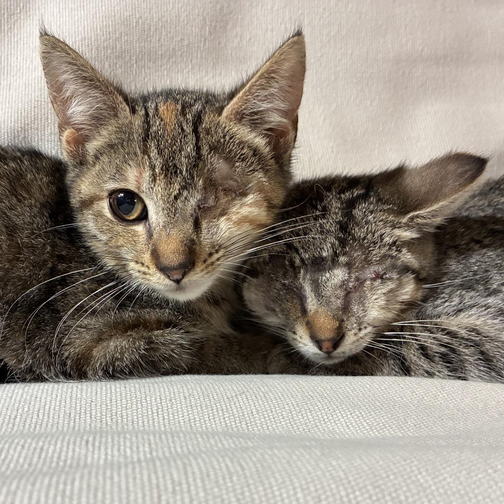 Enlarge Petey, a Adoptable Domestic Short Hair in Richmond, VA image 5/5