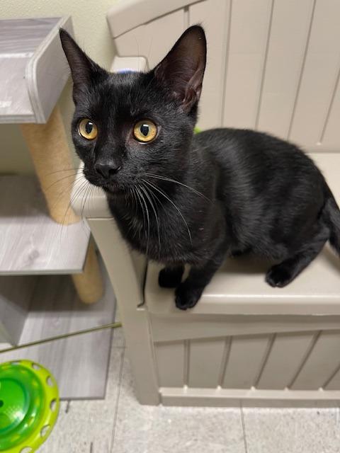 ROOSTER, Adoptable, Young Male Domestic Short Hair.