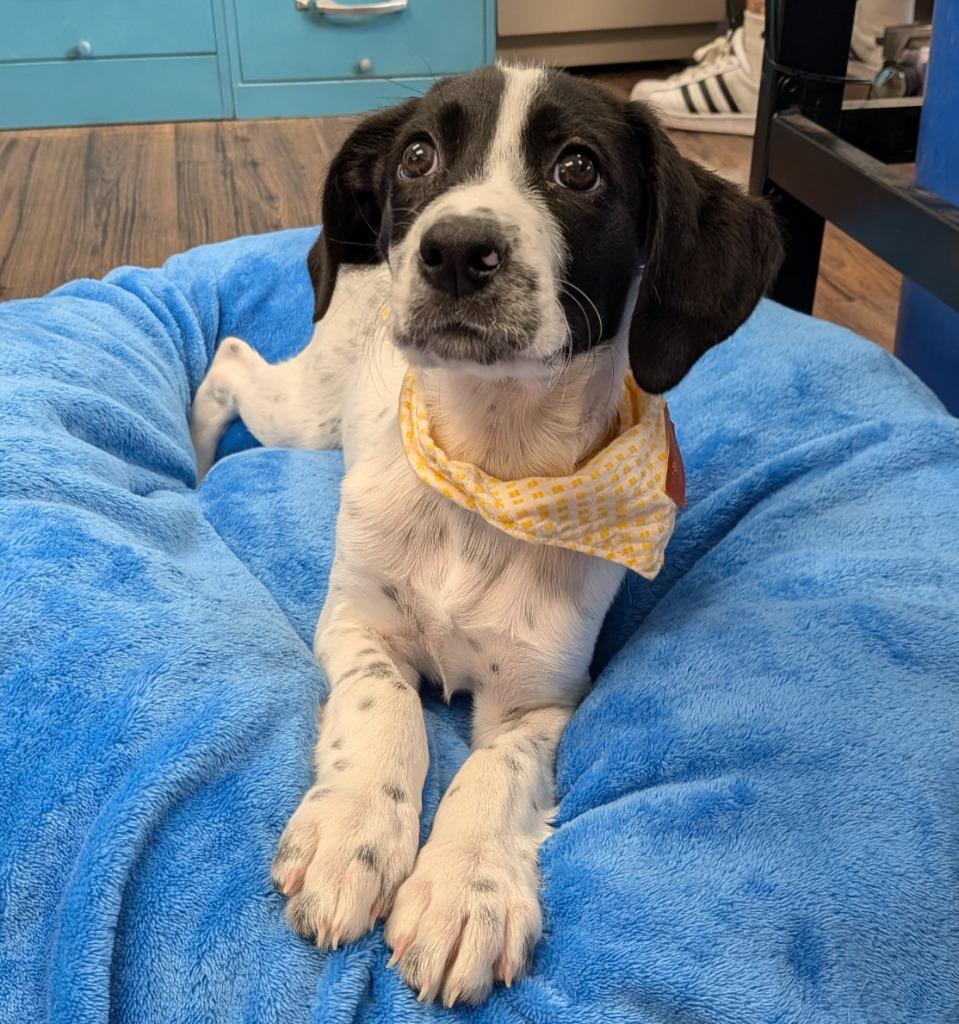 Malone, Adoptable, Puppy Male Border Collie & Hound.
