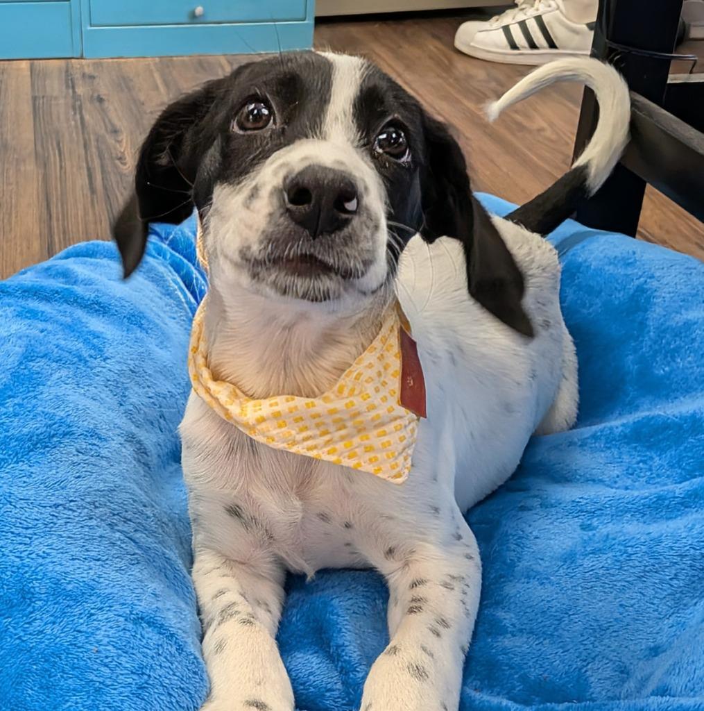 Malone, a Adoptable mixed breed in Logan, UT image 2/2