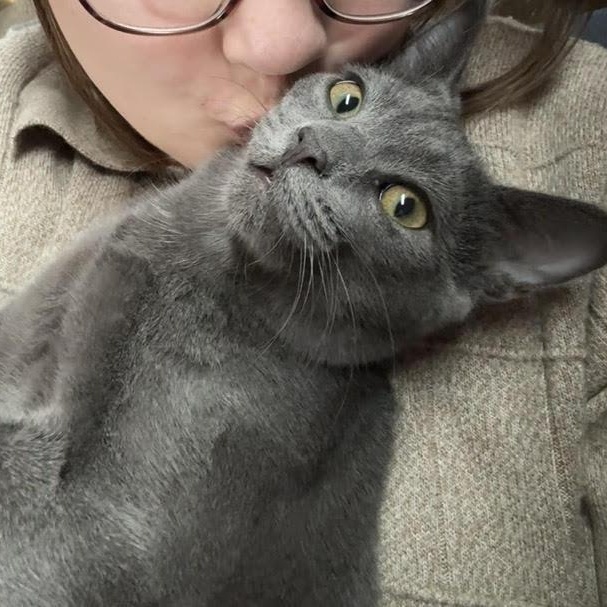 Enlarge Hamlet & Helena, an adopted Domestic Short Hair in Buffalo, NY image 2/6