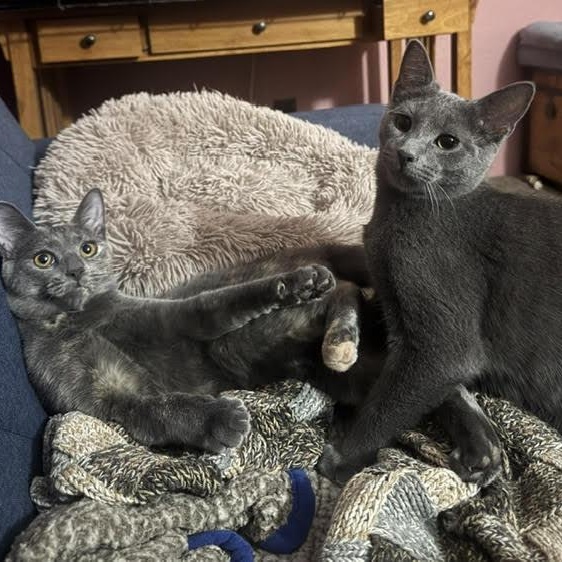 Enlarge Hamlet & Helena, an adopted Domestic Short Hair in Buffalo, NY image 6/6