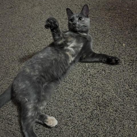 Enlarge Hamlet & Helena, an adopted Domestic Short Hair in Buffalo, NY image 5/6