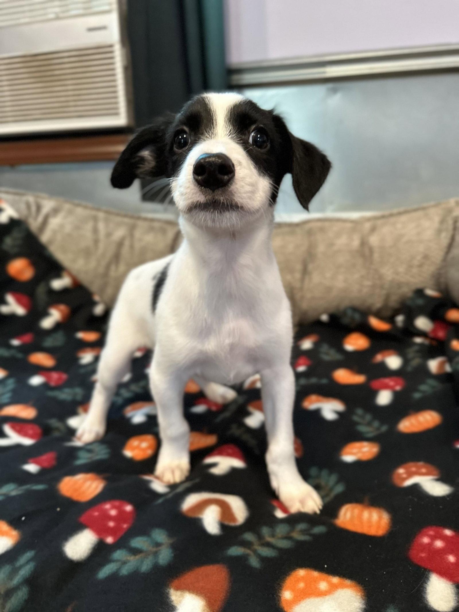 Earl Jul 26 - An Annie Pup, Adoptable, Puppy Male Terrier.