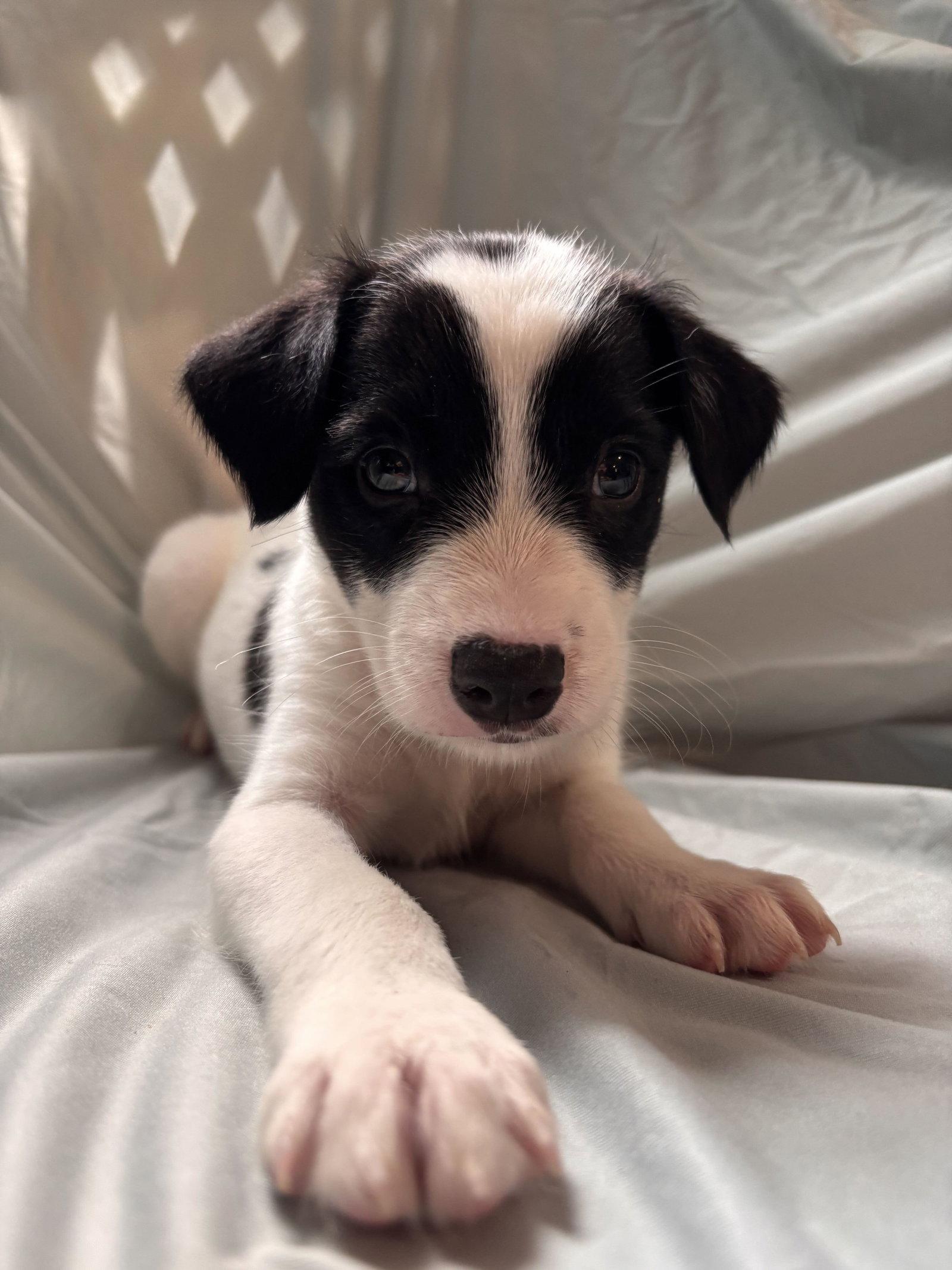 Enlarge Earl Jul 26 - An Annie Pup, a Adoptable Terrier in Pacolet, SC image 2/3