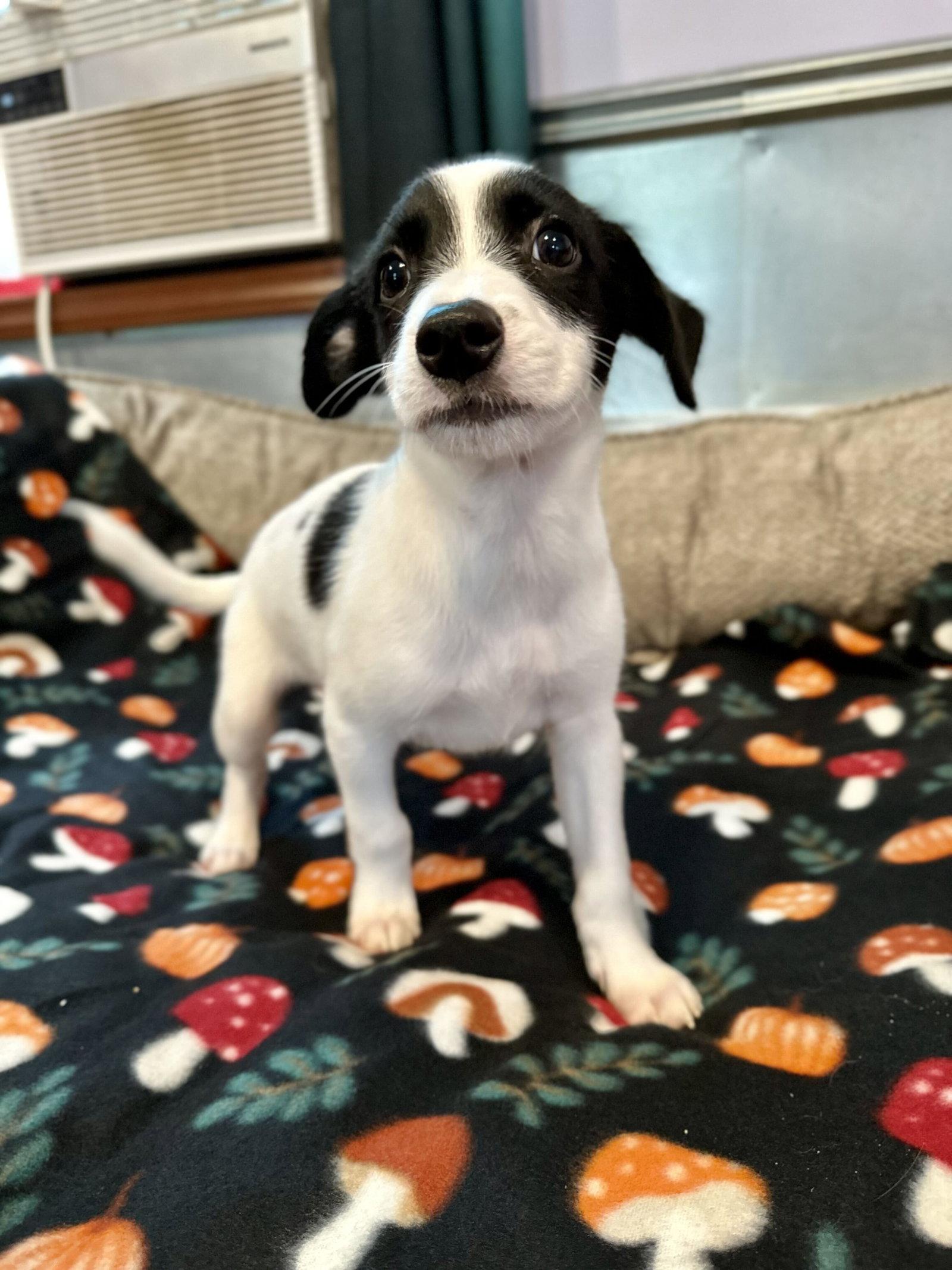 Enlarge Earl Jul 26 - An Annie Pup, a Adoptable Terrier in Pacolet, SC image 3/3
