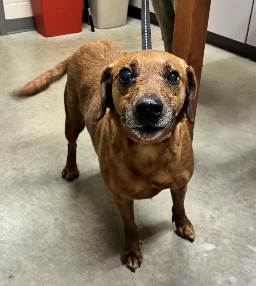 Ella, a ADOPTABLE mixed breed in Mason City, IA image 2/4