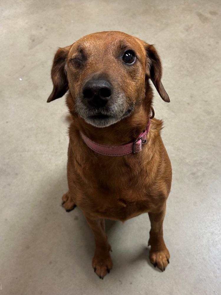 Ella, ADOPTABLE, Adult Female Hound.