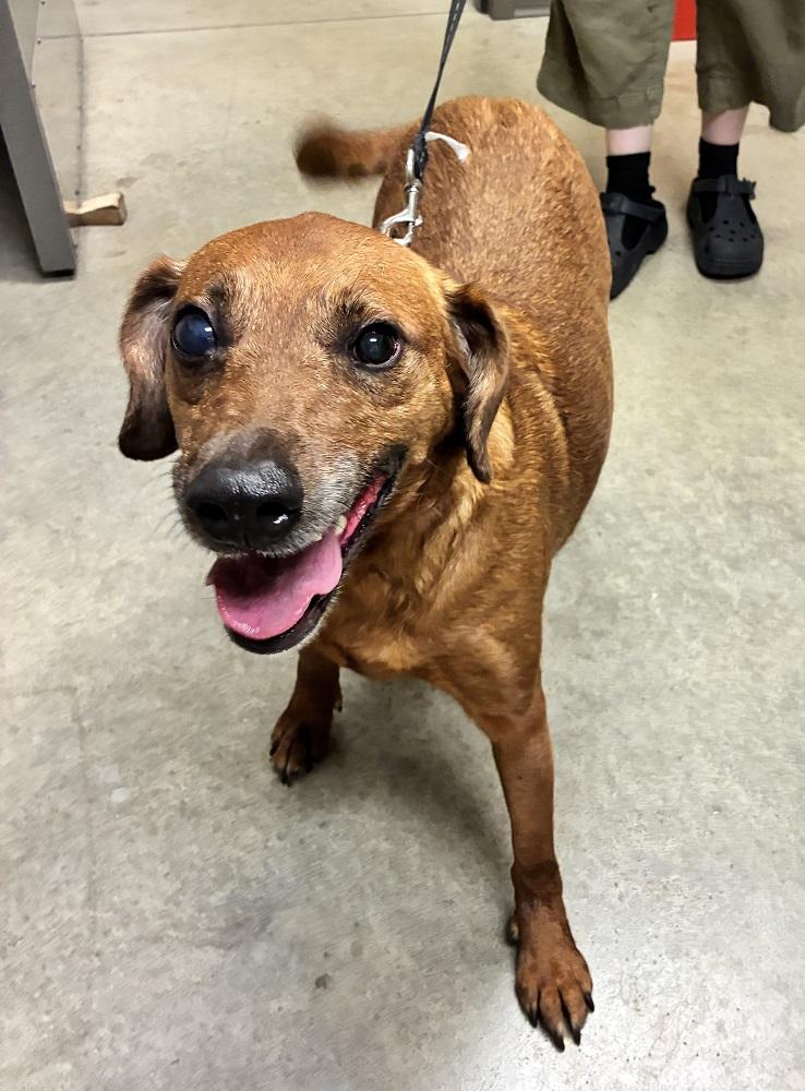 Ella, a ADOPTABLE mixed breed in Mason City, IA image 3/4