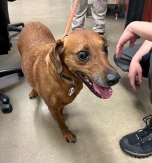 Ella, a ADOPTABLE mixed breed in Mason City, IA image 4/4