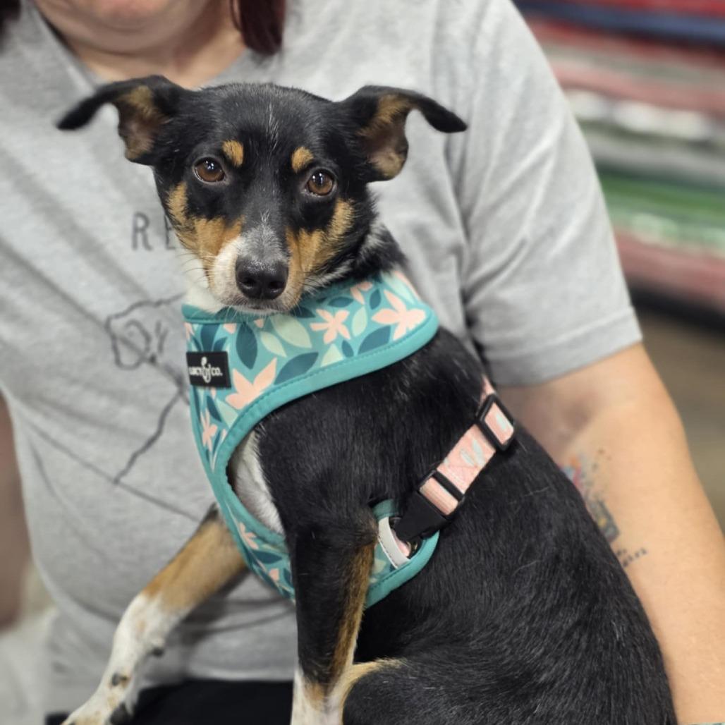 Mochi, Adoptable, Adult Male Australian Shepherd & Rat Terrier.