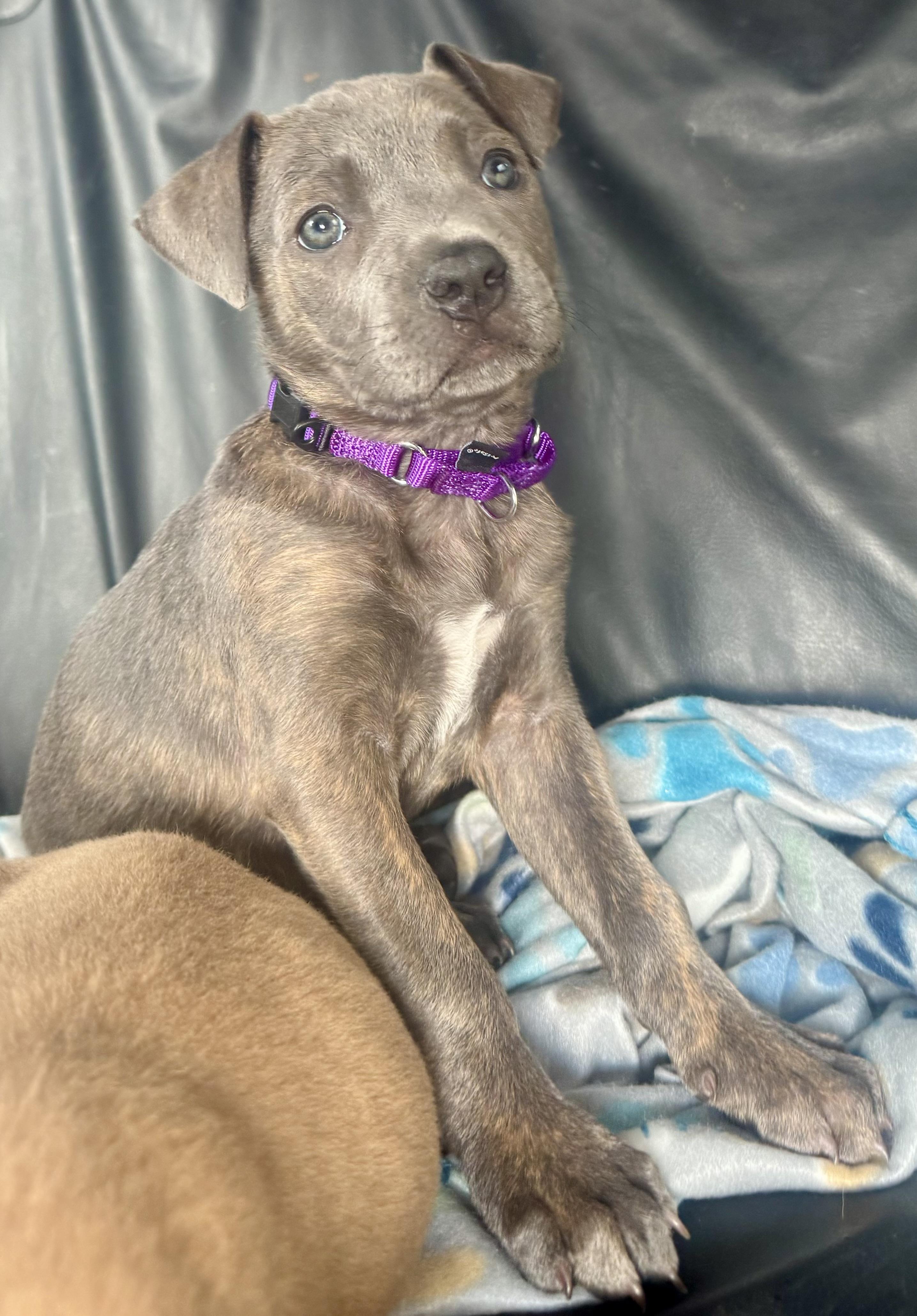 Enlarge Cranberry, a Adoptable mixed breed in Dallas, TX image 2/5