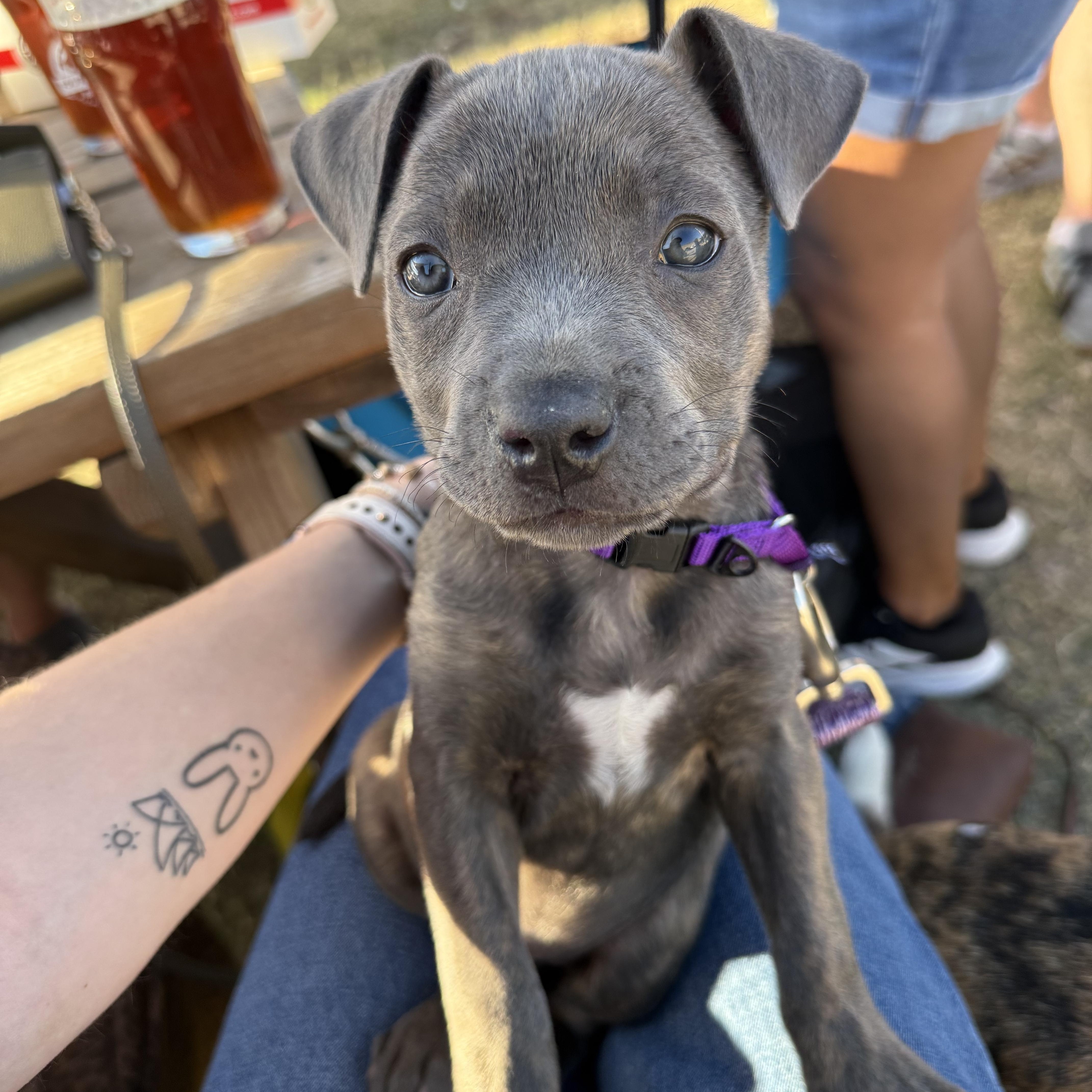 Cranberry, Adoptable, Puppy Female Pit Bull Terrier.