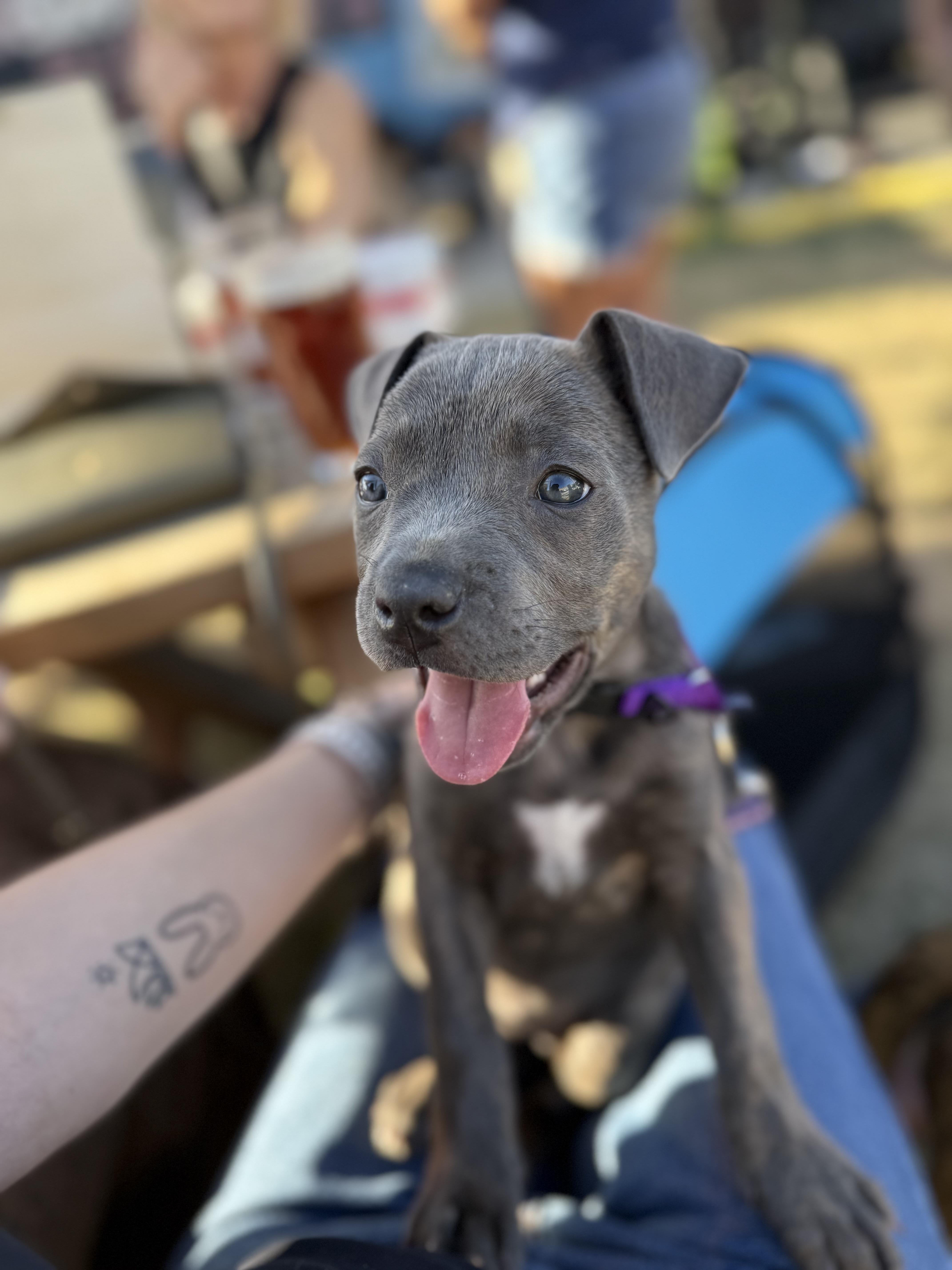 Enlarge Cranberry, a Adoptable mixed breed in Dallas, TX image 3/5