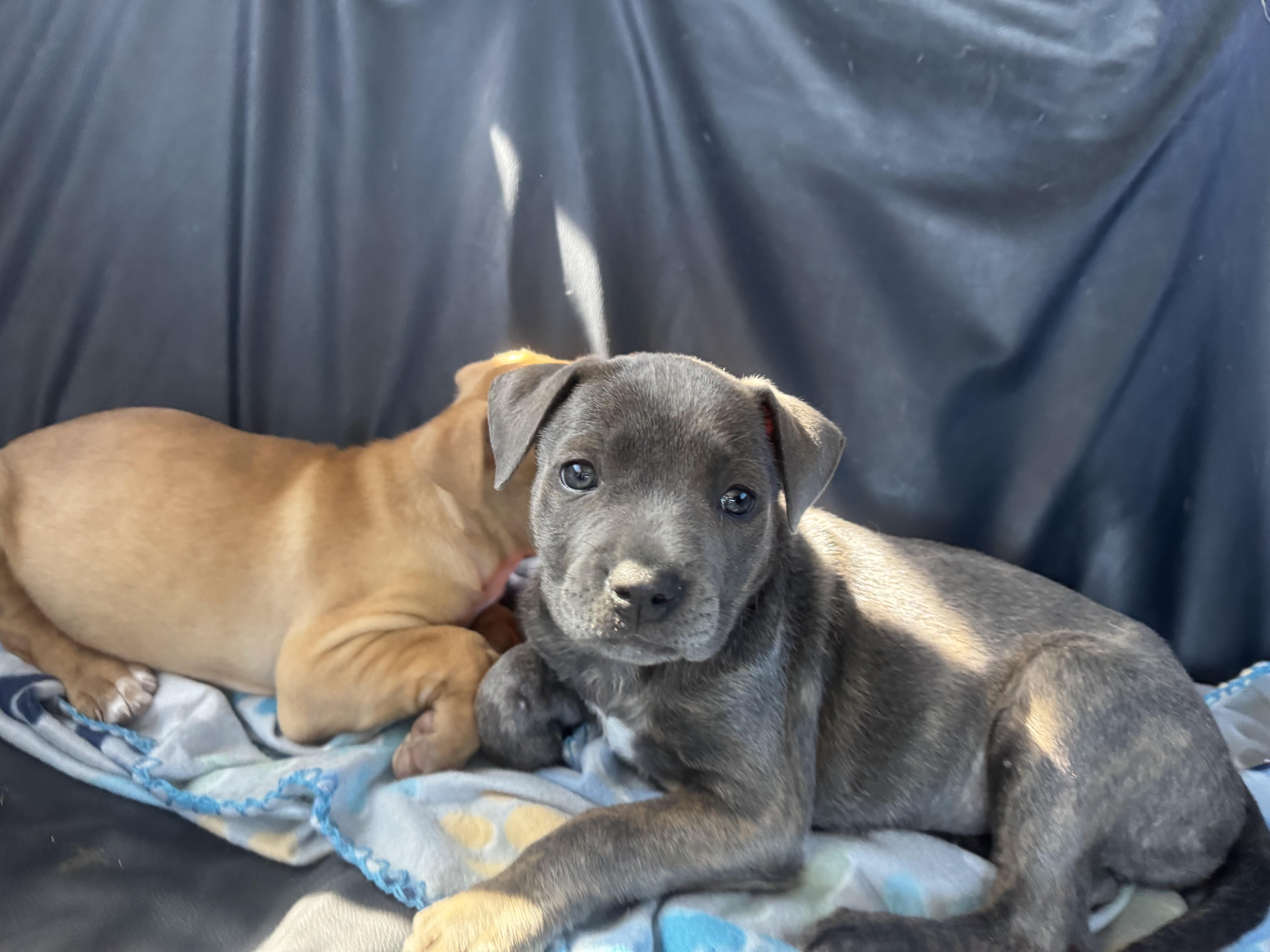 Enlarge Cranberry, a Adoptable mixed breed in Dallas, TX image 4/5