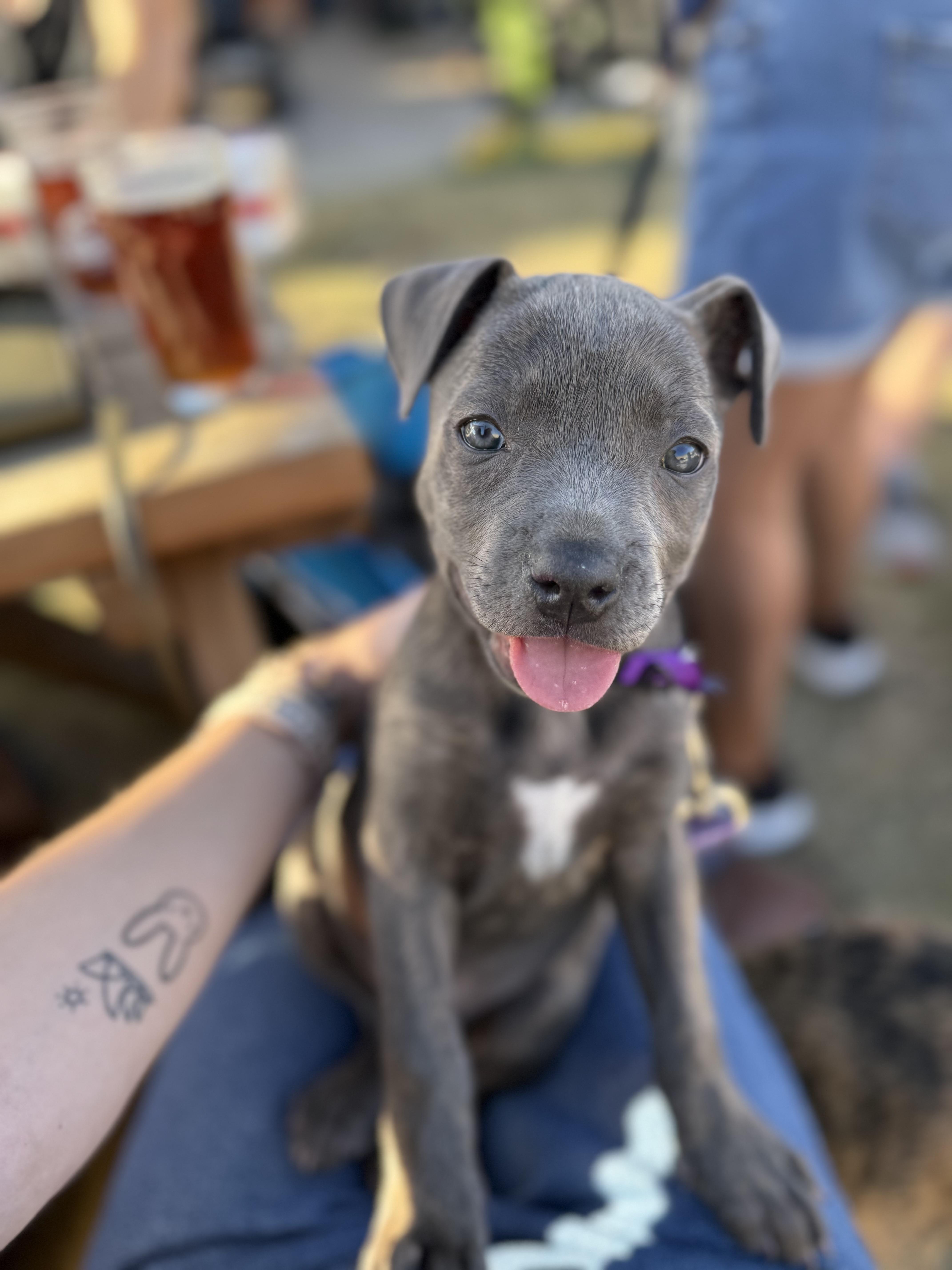 Enlarge Cranberry, a Adoptable mixed breed in Dallas, TX image 5/5