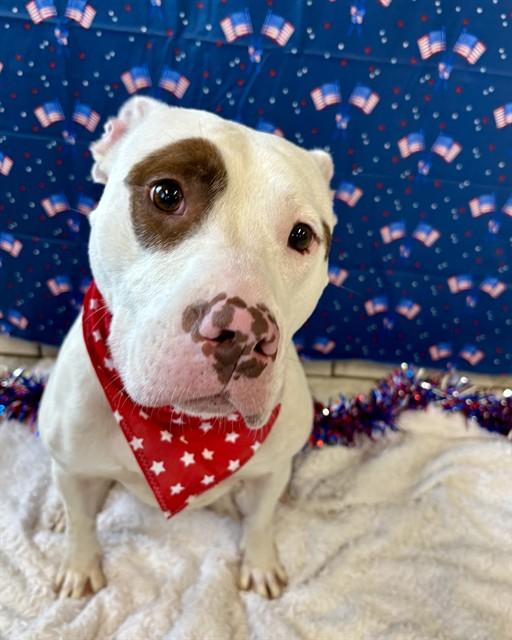 Enlarge LOUISE, a Adoptable mixed breed in Kalamazoo, MI image 1/1