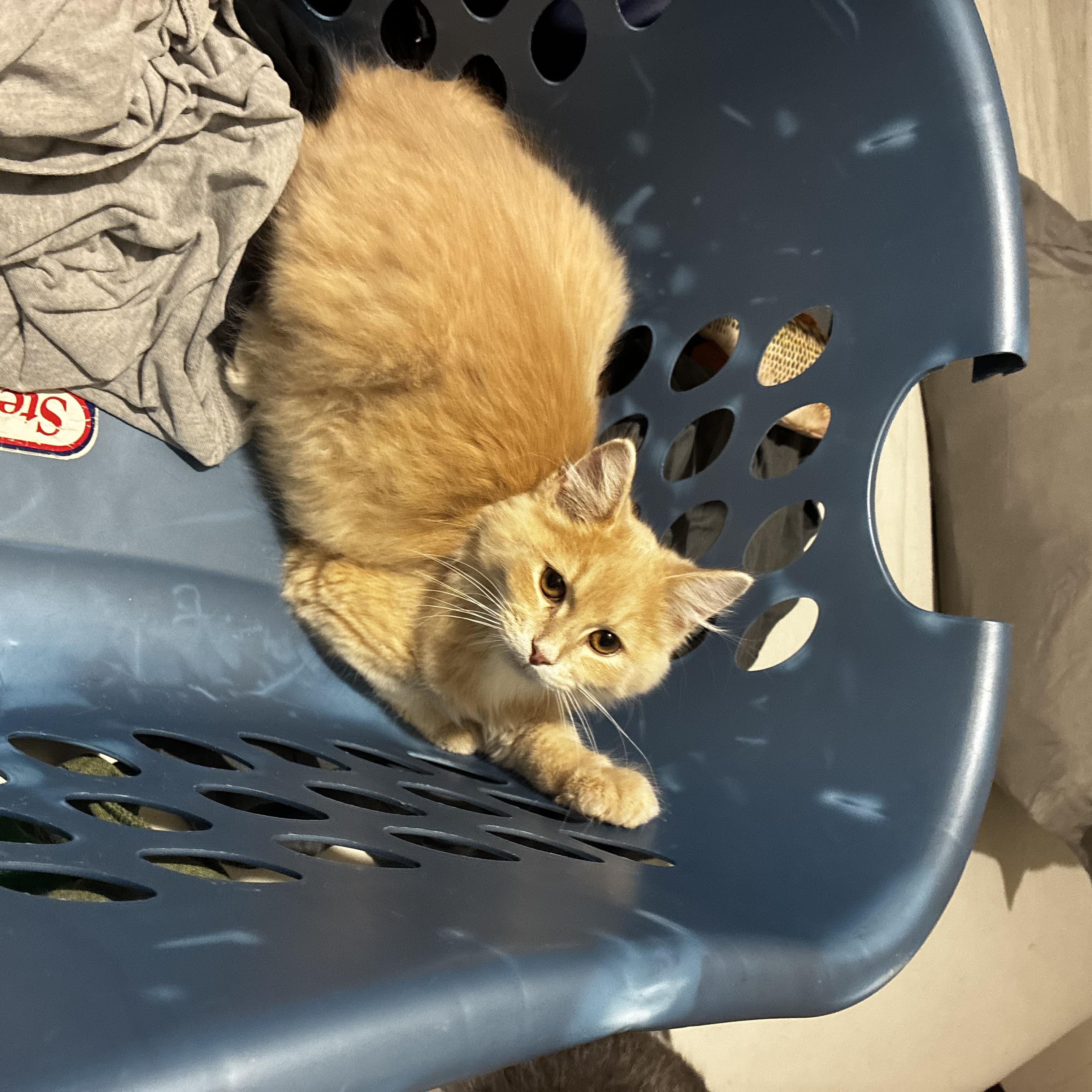 Enlarge Miney, a Adopted Domestic Long Hair in Akron, OH image 2/3