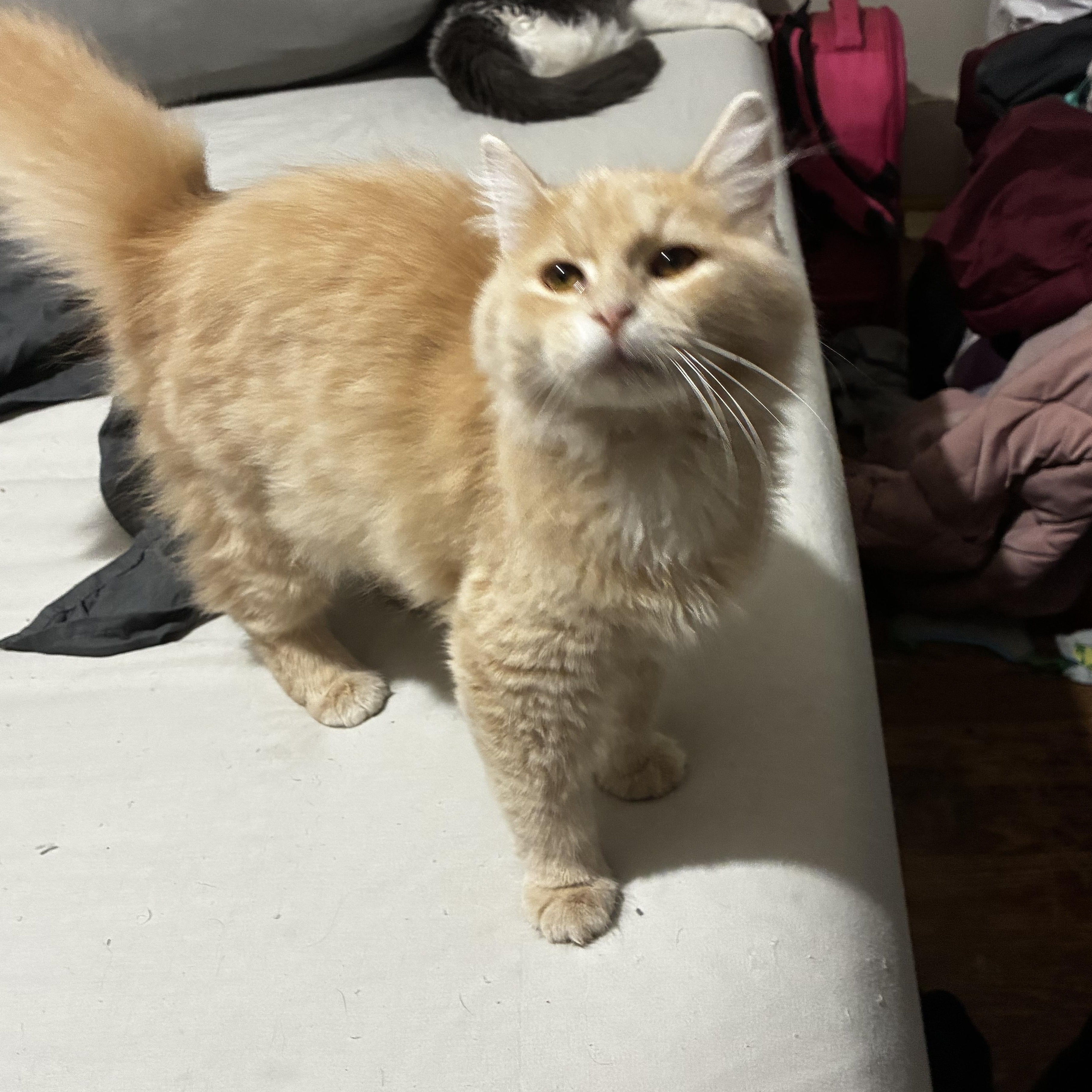 Enlarge Miney, a Adopted Domestic Long Hair in Akron, OH image 3/3