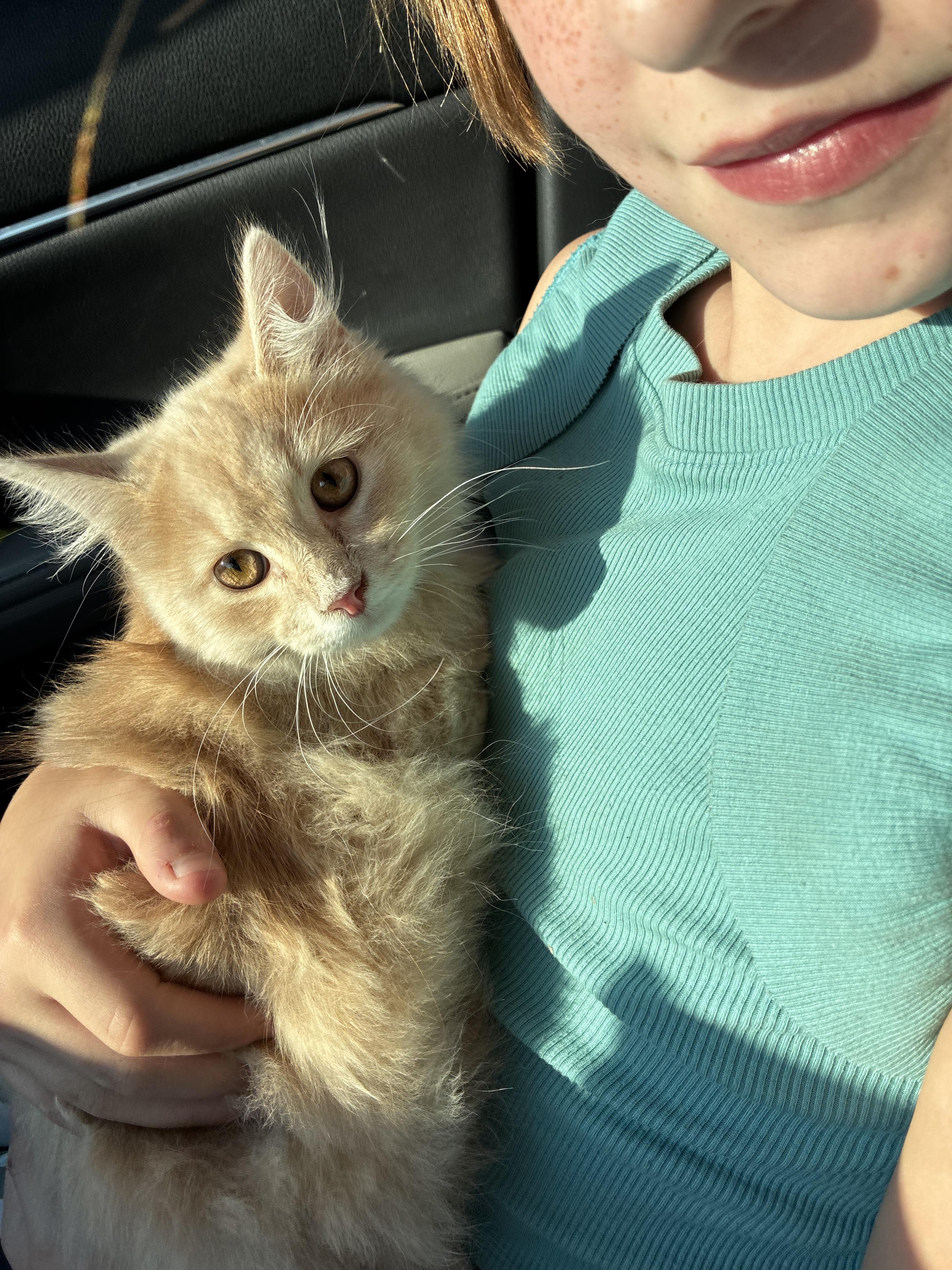 Enlarge Miney, a Adopted Domestic Long Hair in Akron, OH image 1/3