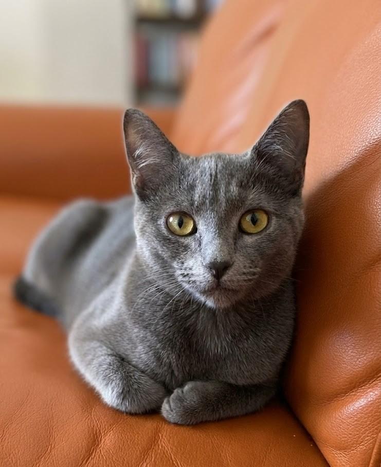 Enlarge Blaze, a Adoptable Domestic Short Hair in Vashon, WA image 1/1