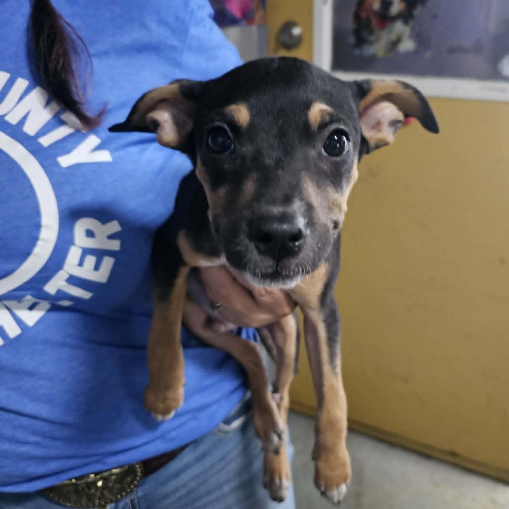 Enlarge Luke, a Adoptable Mixed Breed in Pulaski, TN image 1/1