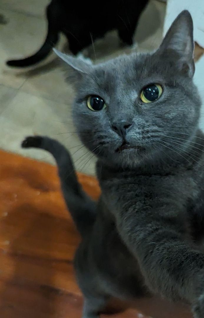 Cherry, a Adoptable Domestic Short Hair in Long Beach, CA image 1/3