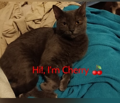 Cherry, a Adoptable Domestic Short Hair in Long Beach, CA image 2/3