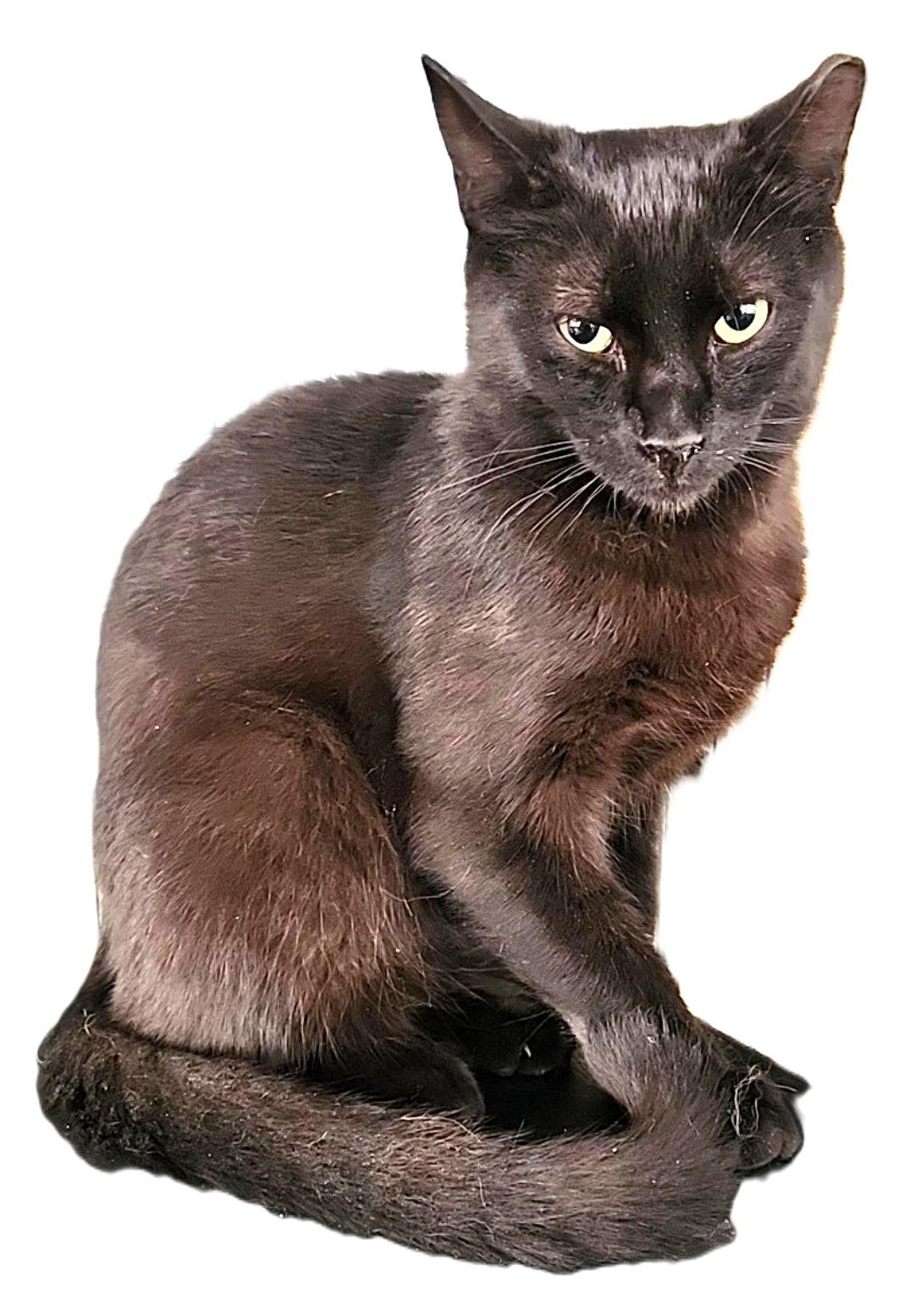 Raspberry, a Adoptable mixed breed in santa clara, CA image 3/6