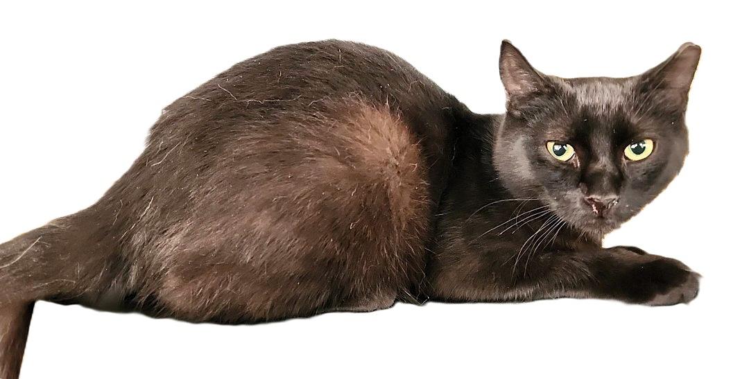 Raspberry, a Adoptable mixed breed in santa clara, CA image 4/6