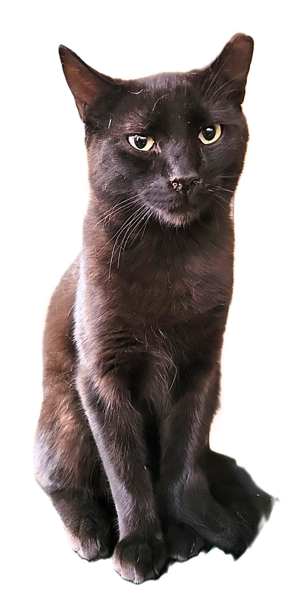 Raspberry, a Adoptable mixed breed in santa clara, CA image 5/6