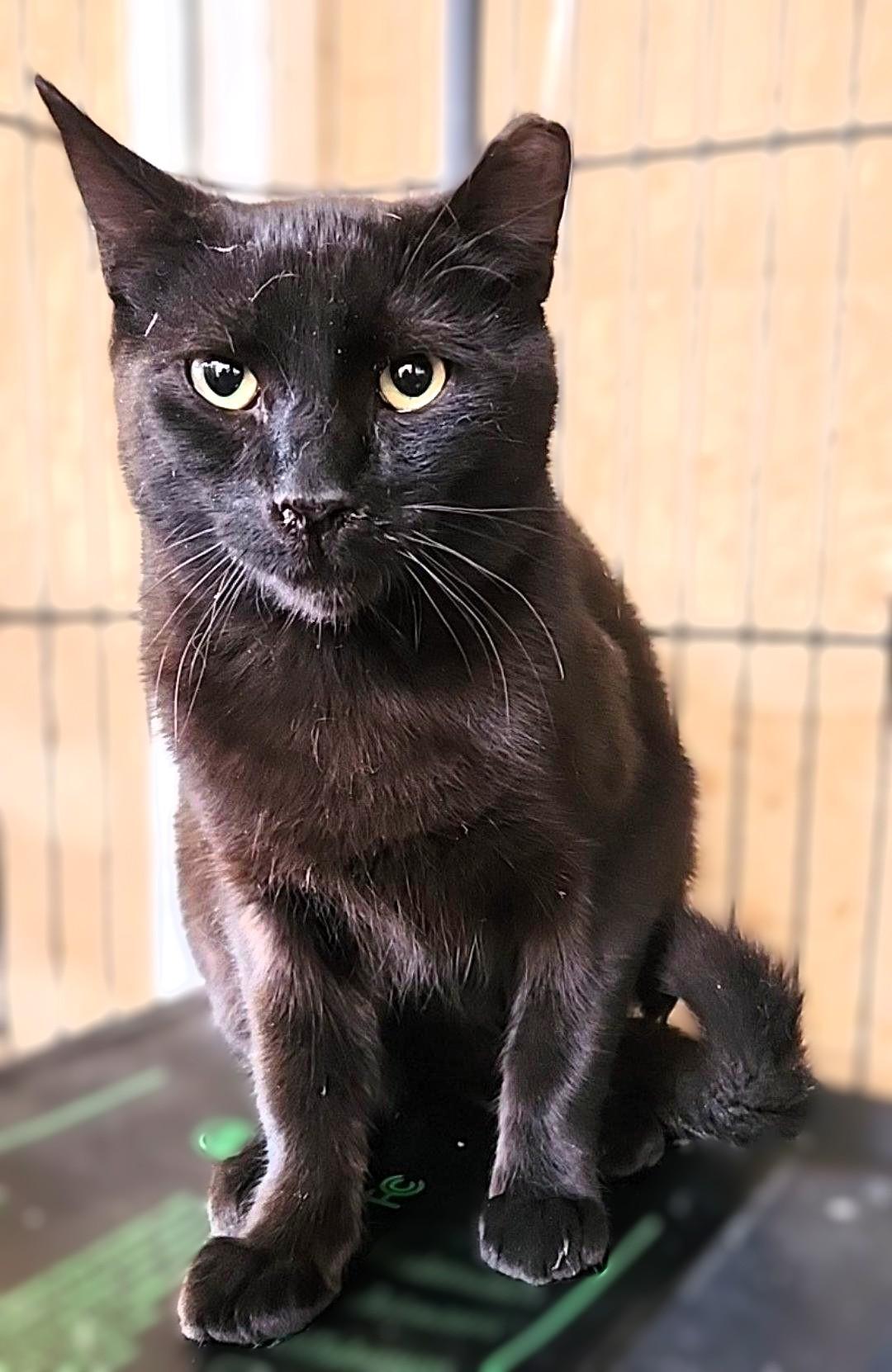 Raspberry, a Adoptable mixed breed in santa clara, CA image 6/6