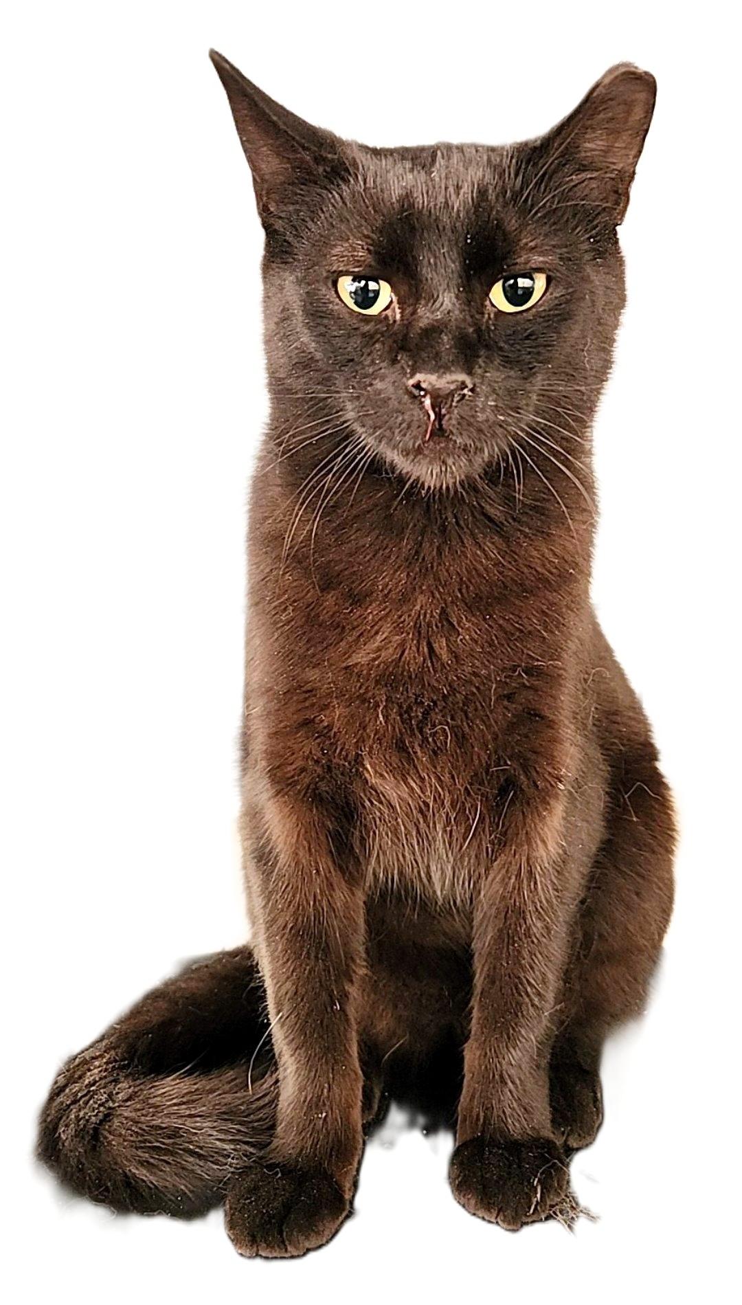 Raspberry, a Adoptable mixed breed in santa clara, CA image 2/6