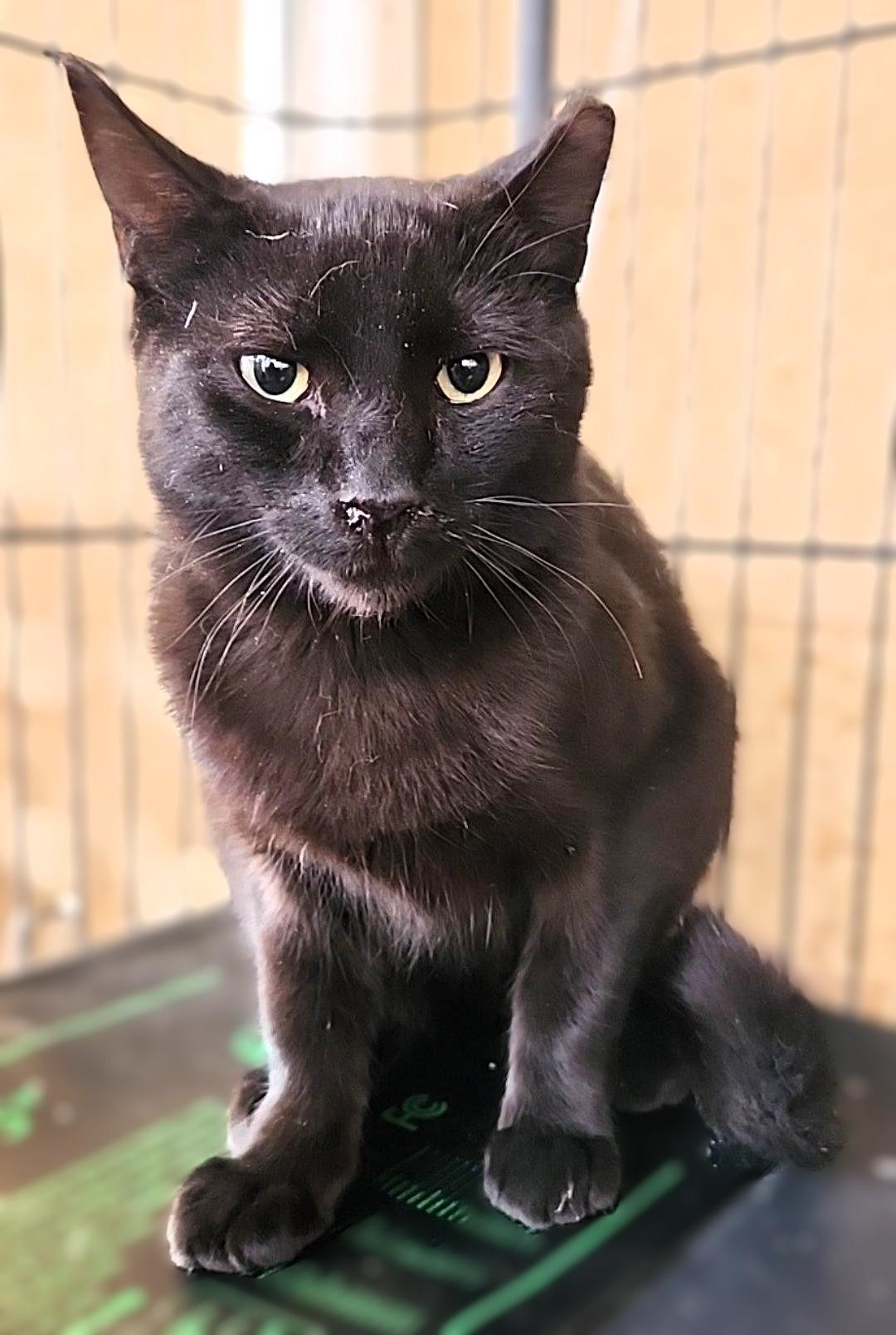 Raspberry, a Adoptable mixed breed in santa clara, CA image 1/6