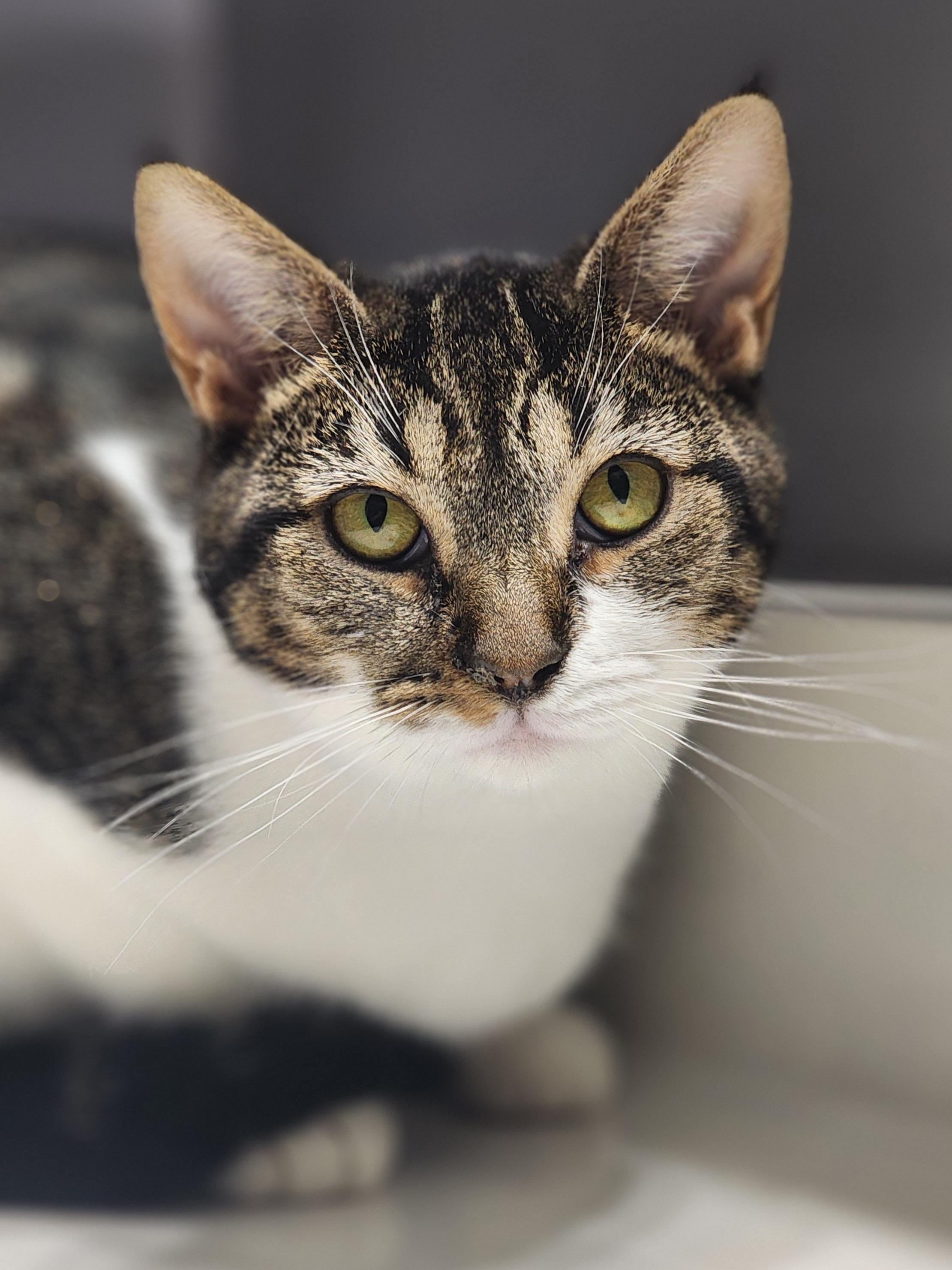 Zayla, a Adoptable Domestic Short Hair in Bristol, TN image 1/4