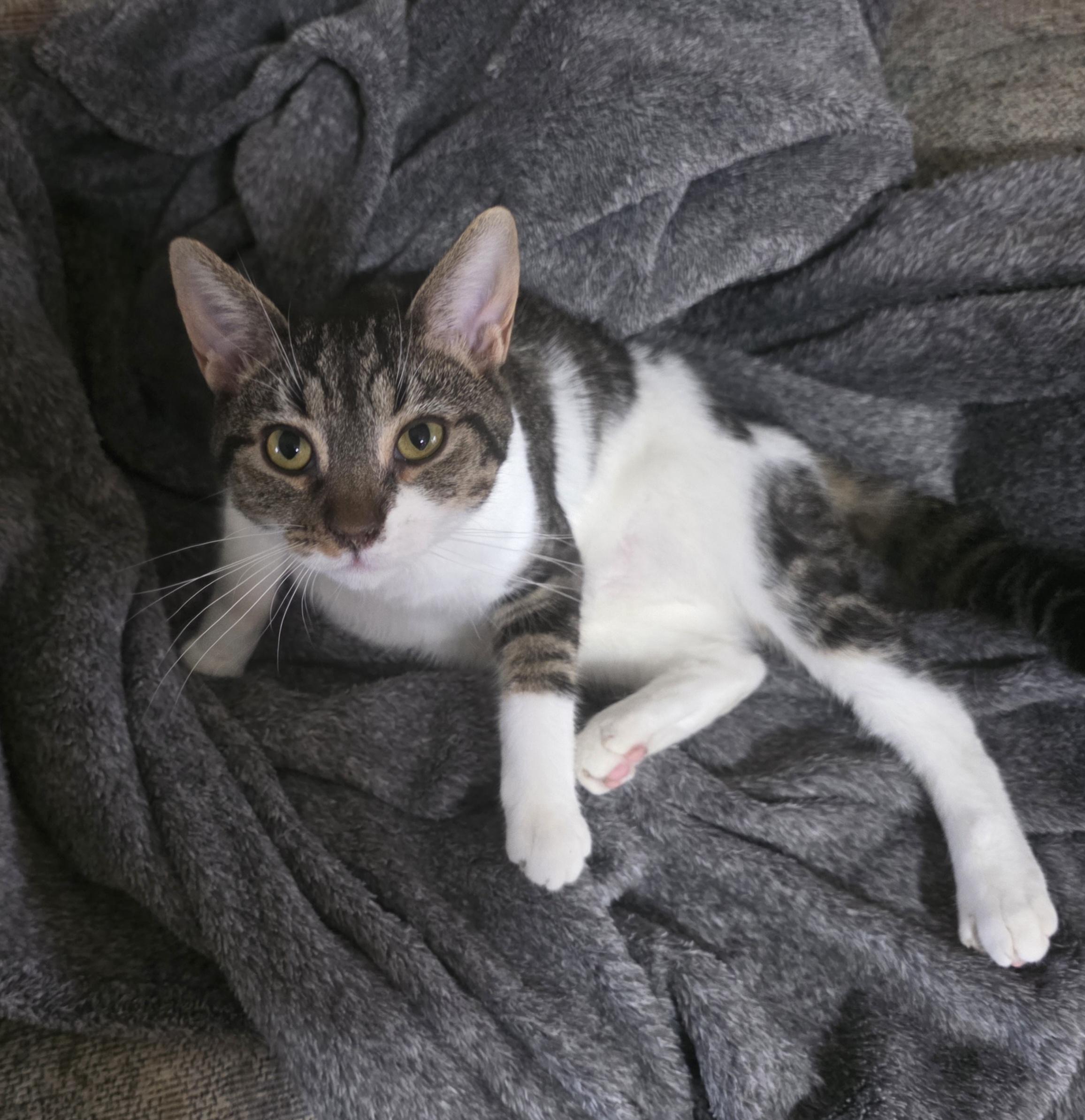 Zayla, a Adoptable Domestic Short Hair in Bristol, TN image 3/4