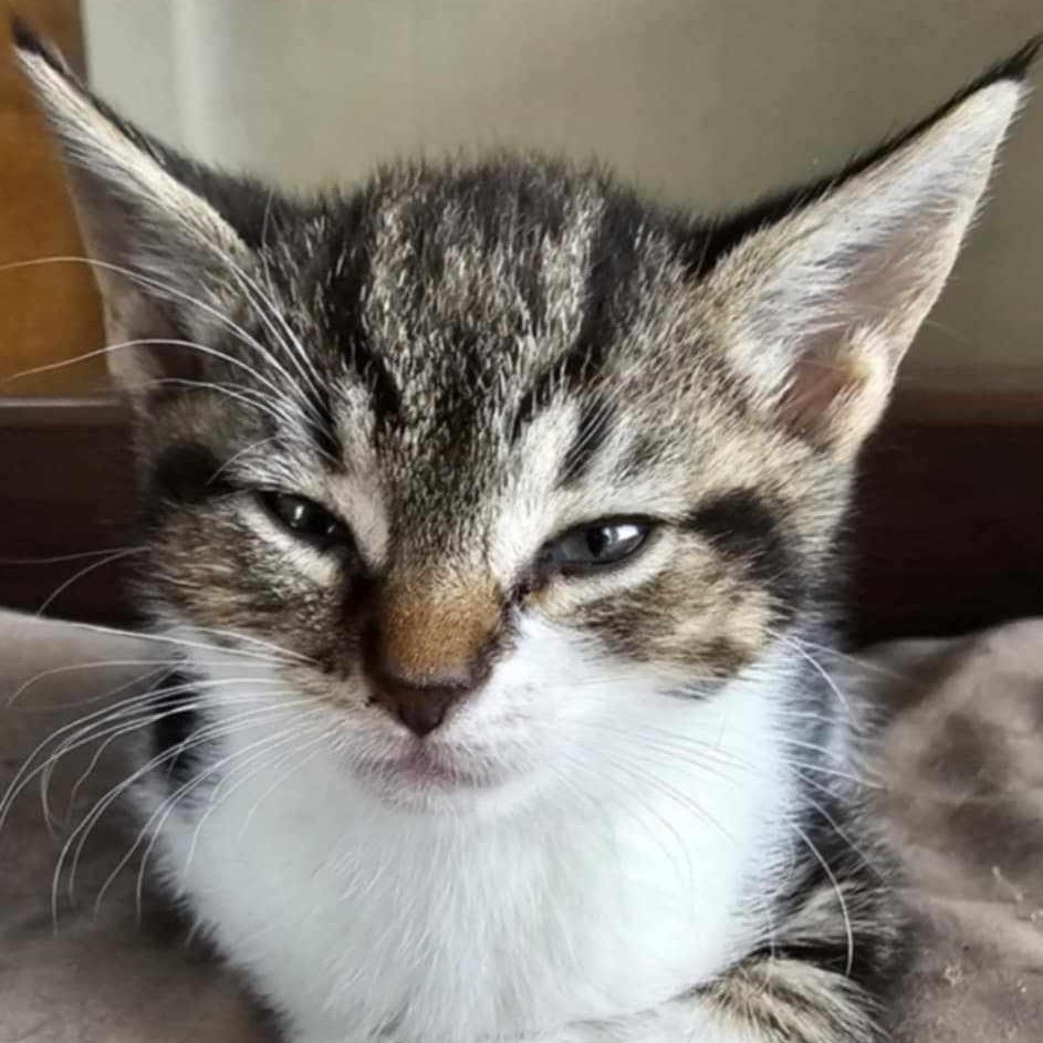 Zayla, a Adoptable Domestic Short Hair in Bristol, TN image 4/4