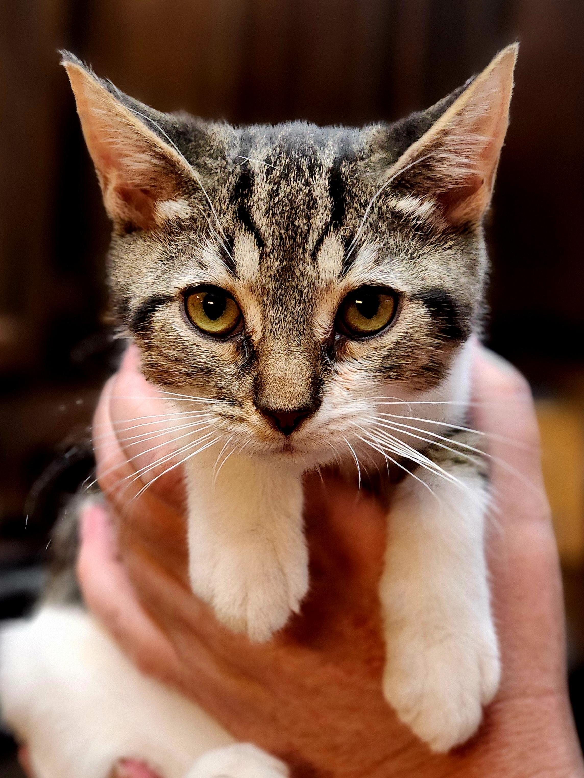 Zayla, a Adoptable Domestic Short Hair in Bristol, TN image 2/4