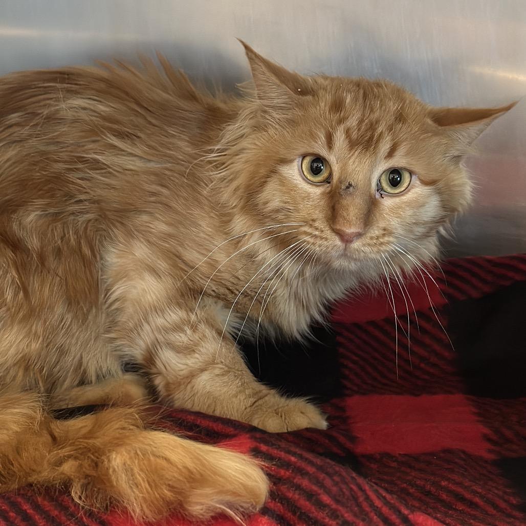 Flumbs, Adoptable, Young Male Domestic Long Hair.