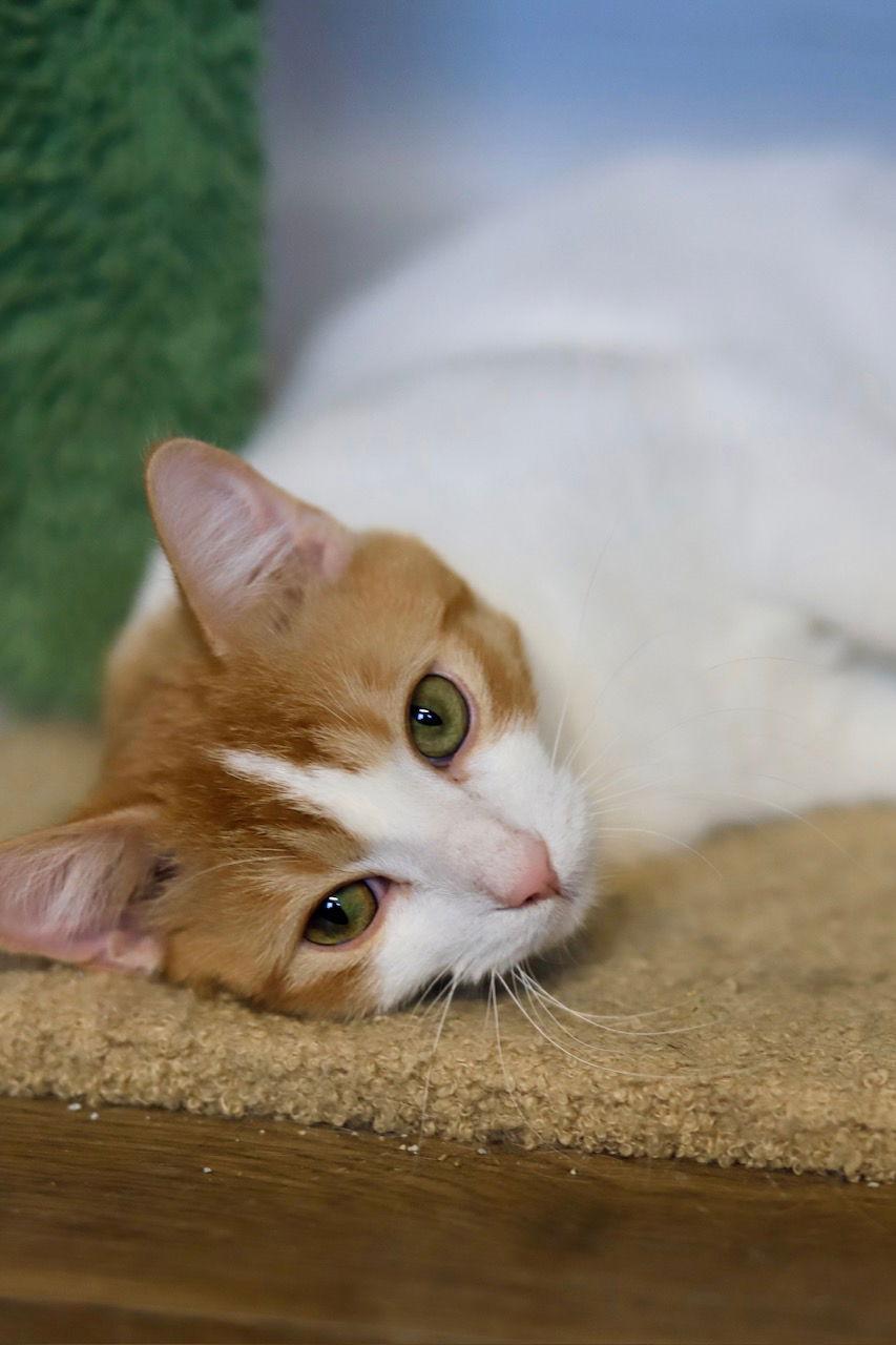 Franklin, Adoptable, Young Male Domestic Short Hair.